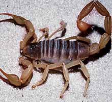 El escorpión, un arácnido programado para hincar el aguijón incluso a los compañeros de viaje